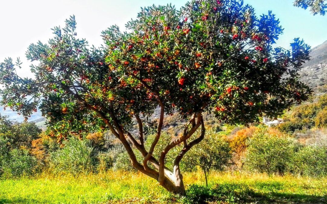 passeggiata tra monasteri e corbezzoli