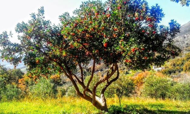 passeggiata tra monasteri e corbezzoli